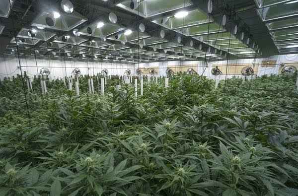 Assessoria Cannabis Medicinal
