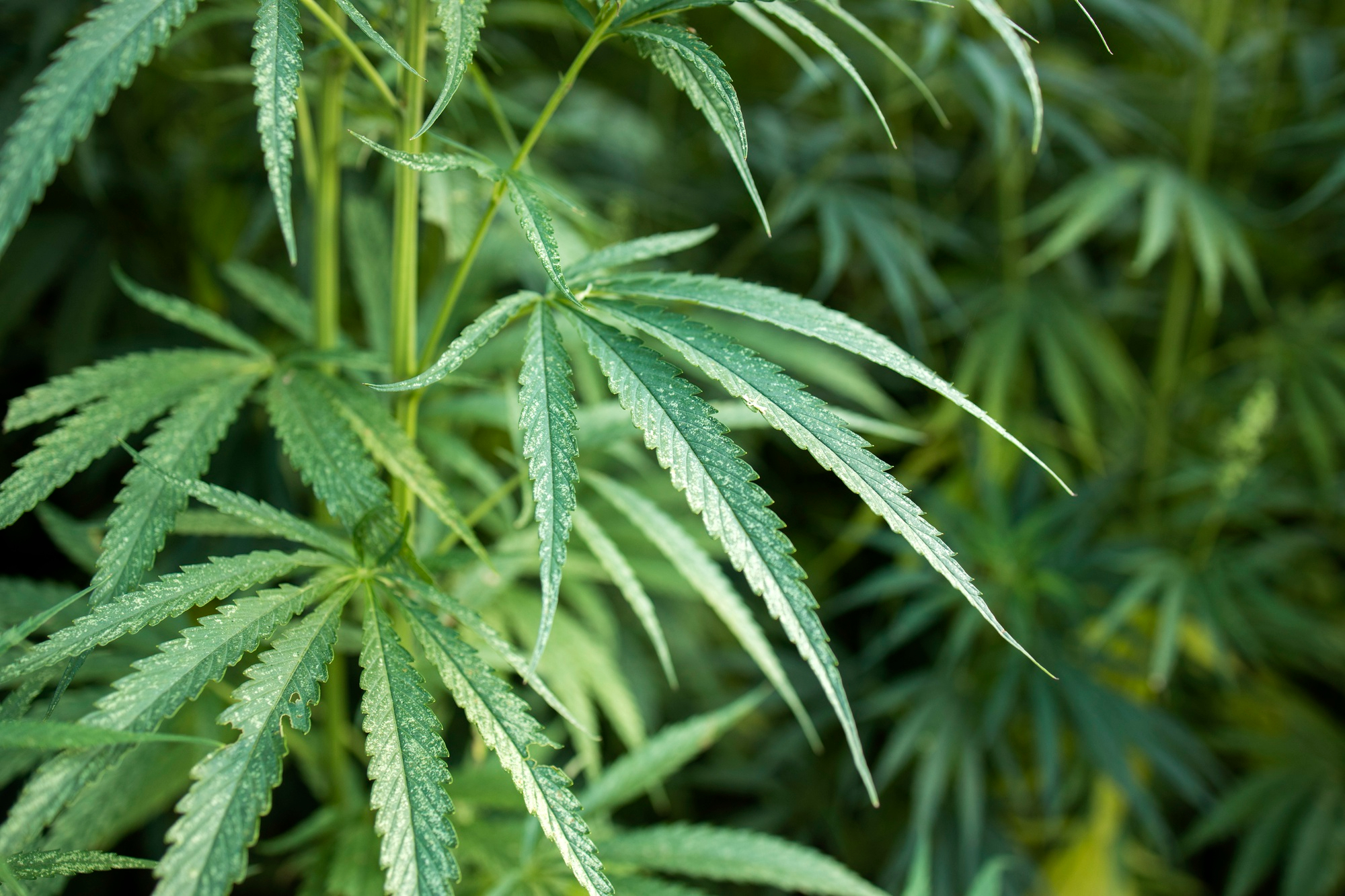 Habeas Corpus Cultivo Cannabis